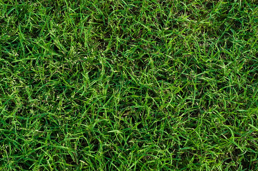 boca raton affordable turf cleaning service