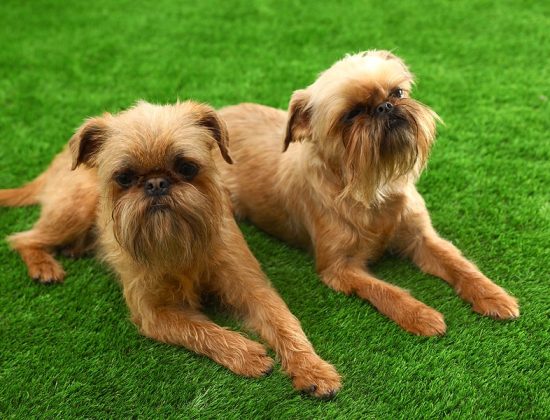 pet safe artificial grass cleaning boca raton