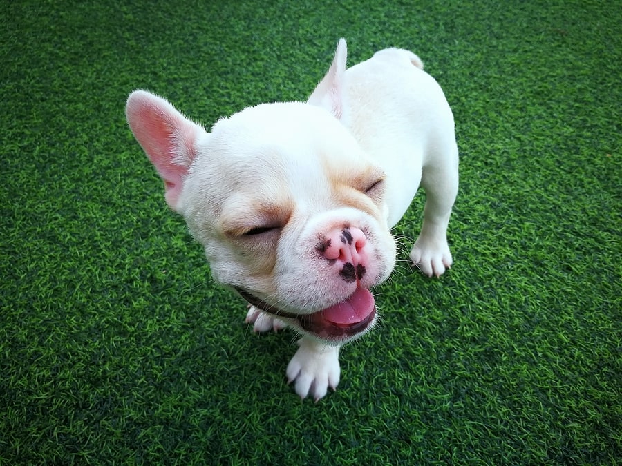 pet turf cleaning service and maintenance